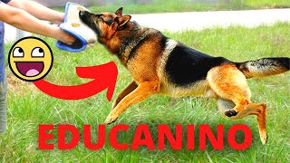 Educanino | Educanino Funciona | Educanino Alvaro Osorio 
