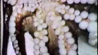 Sesame Street - And now...The Octopus!