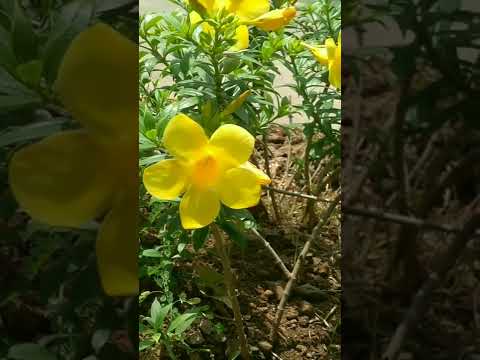 "Flowers don't tell, they show."