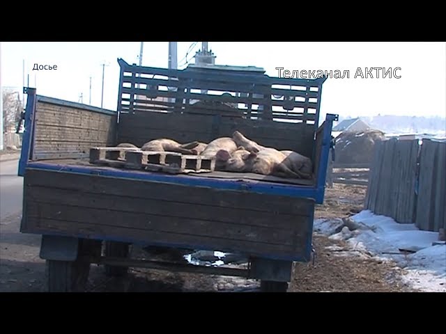 В Монголии вспышка чумы свиней