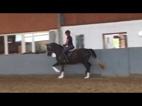 Weidenhof-Verkaufspferd:"DUNA BLANKA" *2014 Hannoveraner Schimmelstute von Don Darius