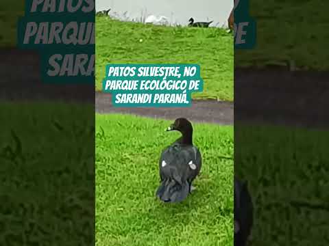 #Patos silvestres, no parque ecológico de Sarandi Paraná.