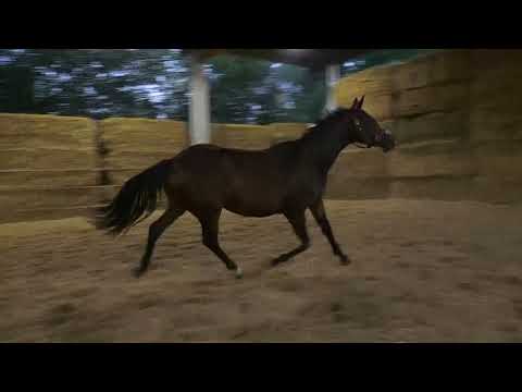 Für Immer v. Sky Walker - Hibiskus - Karo AS    2jährige Stute