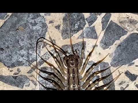 KUĆNA ILI ŠTITONOSNA STRIGA (STONOGA)--DOSTA ČESTI INSEKTI U KUĆI KOJI SE ZAVLAČE SVUDA I POSVUDA...