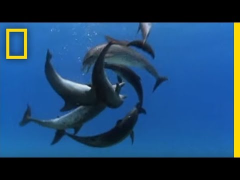 Bottlenose Dolphin Gang Rumble | National Geographic Video