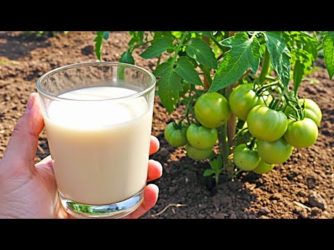 Fertilize tomatoes, peppers, and cucumbers immediately with milk – the harvest will double!