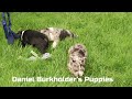 Frenchton dogs for sale: Stormy - Video 1