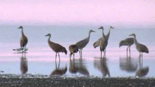 preview picture of video 'Sandhill Cranes drinking. Taken after sunset NE of Kayville, SK Canada Oct 10/14'