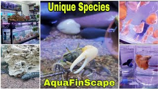 Rare And Best Quality New Fish Stock | AquaFinScape