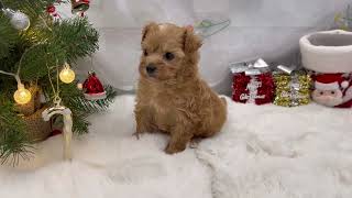 ハーフ犬の動画01