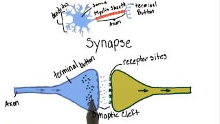 Neurotransmission - Intro to Psychology