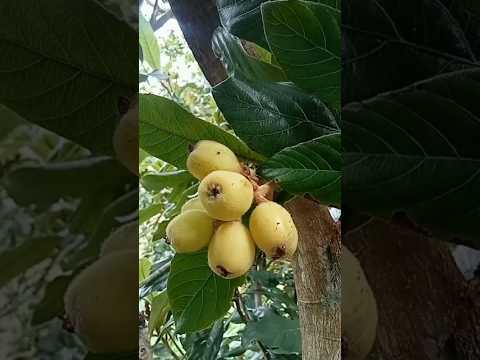 very testy food in sri lanka @prasanna Rc#fruit#recipe#nature