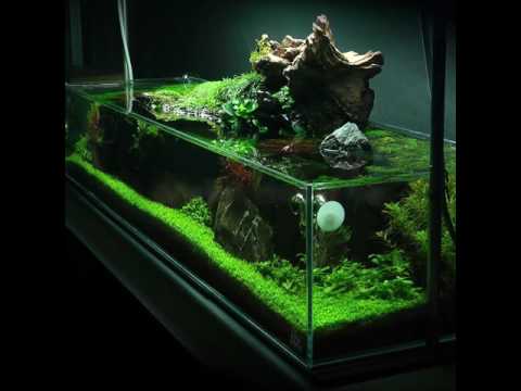 Simplicity Aquascape Preview #2 (full video coming soon!)