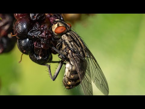 Makrofotografie: Insekten und Blätter im Wald Fotografieren
