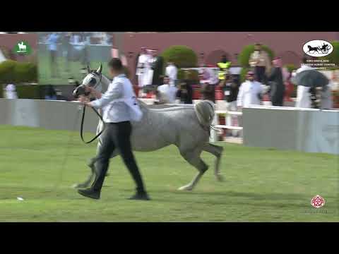 N 216 SHAMAN AL AREEB   King Abdulaziz Arabian Horse Center Show 2021   Colts 2 Years Old Class 8A