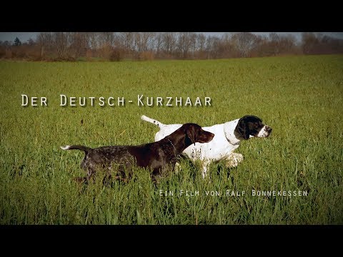 , title : 'Der Deutsch Kurzhaar'
