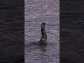 Cormorant Swallows A Snake Or Eel