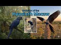 Blue Macaw Evolution Explained The Complete Timeline Of This Amazing Parrot