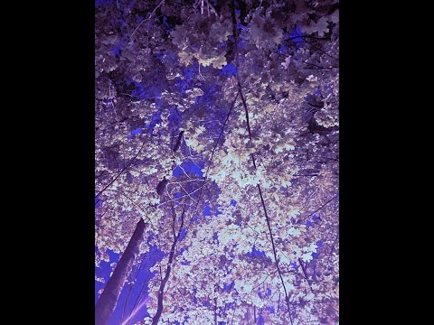 [FREE] Lil Tecca Type Beat - "Options"