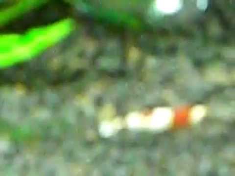 crystal red shrimps CRS aquarium shrimp CBS tank planted fresh water discus