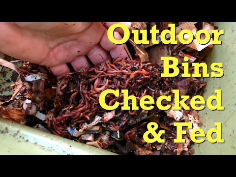 Check on worms, castings & cocoons removed 10 days ago from outdoor bag - worm farm vermicomposting