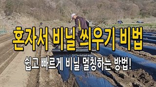 혼자서 비닐 씌우기 비닐멀칭 쉽고 빠르게 하는법