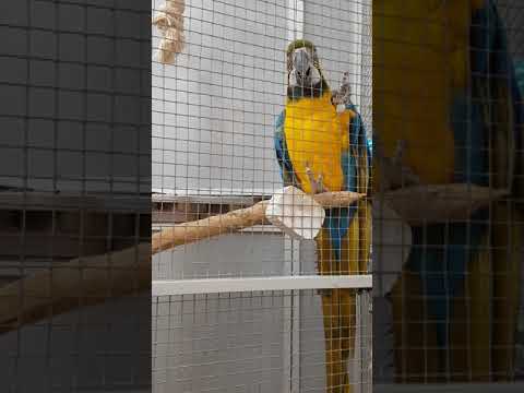 Juokeliai papūga Ara kalba :)