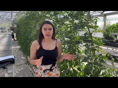 Spring 2022 HORT 3200 Hydroponics class - Tomato DUTCH BUCKET Presentation