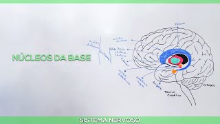 Núcleos da base