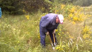 preview picture of video 'Scotch broom busters at work in West Sechelt - 05/31/12'