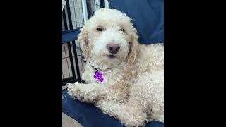Video preview image #1 Poodle (Miniature)-Unknown Mix Puppy For Sale in Corona, CA, USA