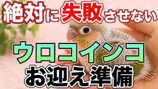 【初心者必見】ウロコインコのお迎え前に絶対知っておきたい7つの準備