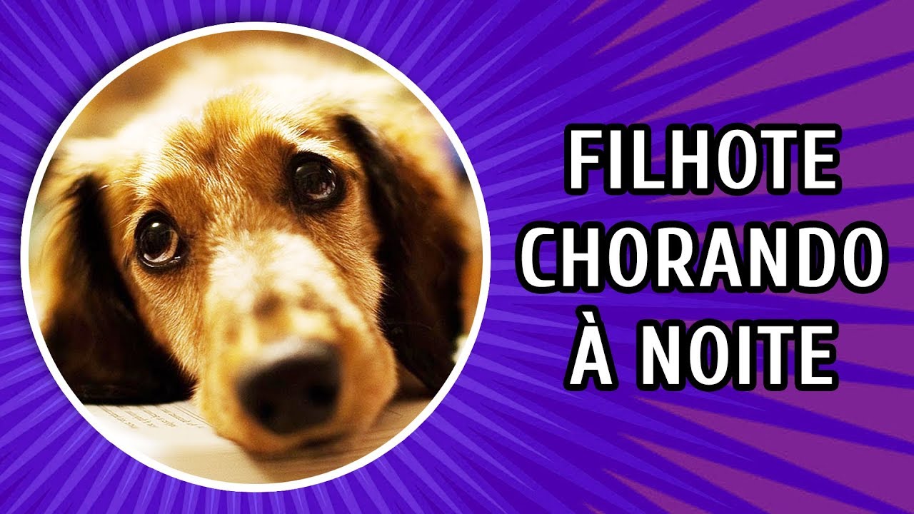 FILHOTE CHORANDO À NOITE OU SOZINHO com Bruno Leite