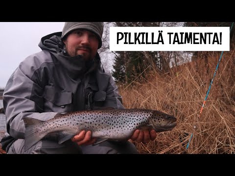 MERITAIMENTA MARRASKUUSSA OULUJOESTA - 56 CM/2 KG MERTSARI PYSTYPILKILLÄ