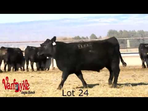 VDAR Bull Sale 2014 lots 21-30