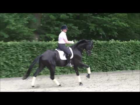 Don K von Don Nobless - Sir Donnerhall