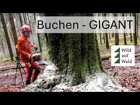🌲High-RISK felling - challenge accepted! Husqvarna 564 XP in action #wildaboutforest