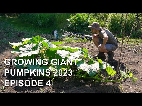 Growing Giant Pumpkins 2023 Episode 4 - Removing Greenhouse