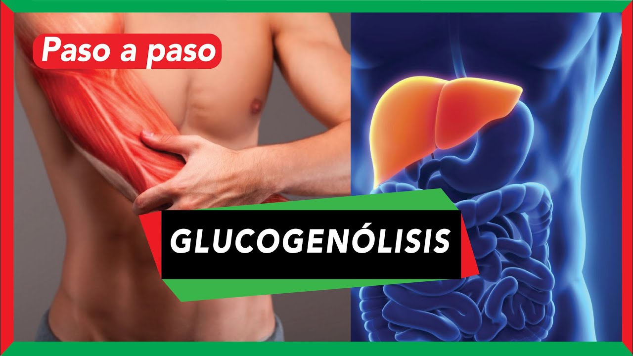 GLUCOGENÓLISIS (degradación del glucógeno) [pasos y regulación] | Metabolismo