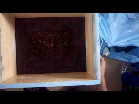 Skidanje propolisa sa ANEL-ove mreže za sakupljanje propolisa