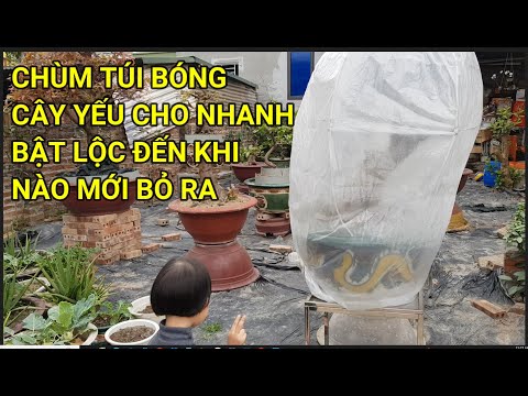 🔴 QBS23395 - CHÙM TÚI BÓNG CHO CÂY BẬT MẦM KHI NÀO BỎ RA |CHĂM SÓC MAI VÀNG MIỀN BẮC NỞ HOA ĐÚNG TẾT