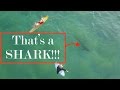 Drone films a shark swimming under Australian surfers | DJI MAVIC | Amazing 4k Drone Footage | Kiama