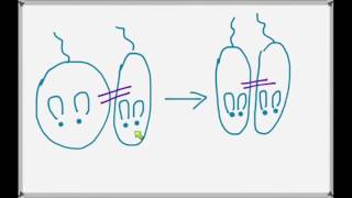 Leptin, Satiety, and the Mouse Who Ate Too Much