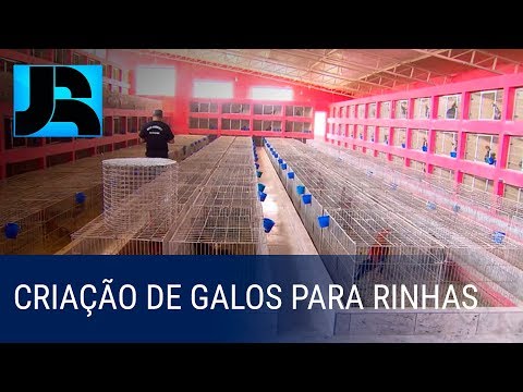 Polícia de São Paulo encontra criação de galos para rinhas feitas em todo país
