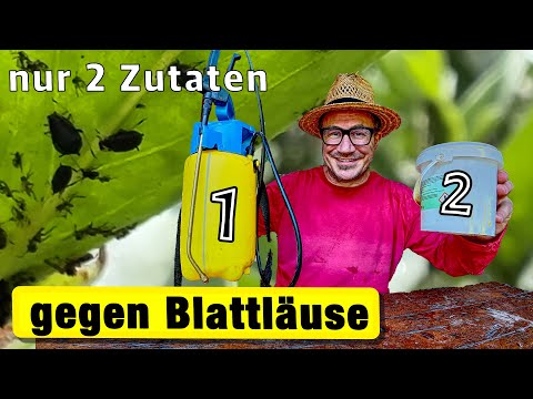Hausmittel gegen Blattläuse: Funktioniert SOFORT! Gartenrundgang und Schneckenplage.