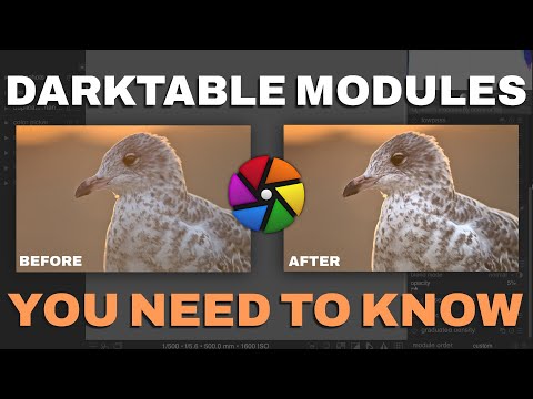 9 Darktable Modules You NEED to Know