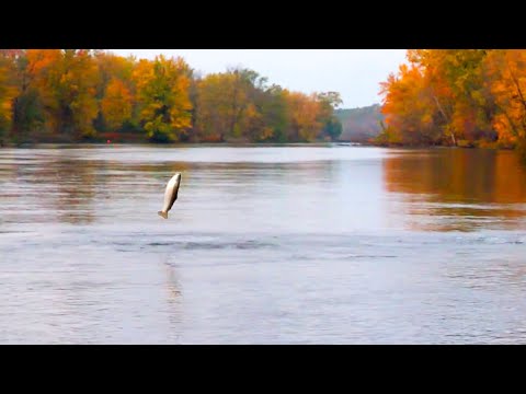 Michigan Fall Steelhead Fishing
