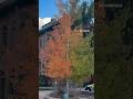 Only in Aspen 🍂Colorado - trees that are half green and half orange #fallvibes #shorts