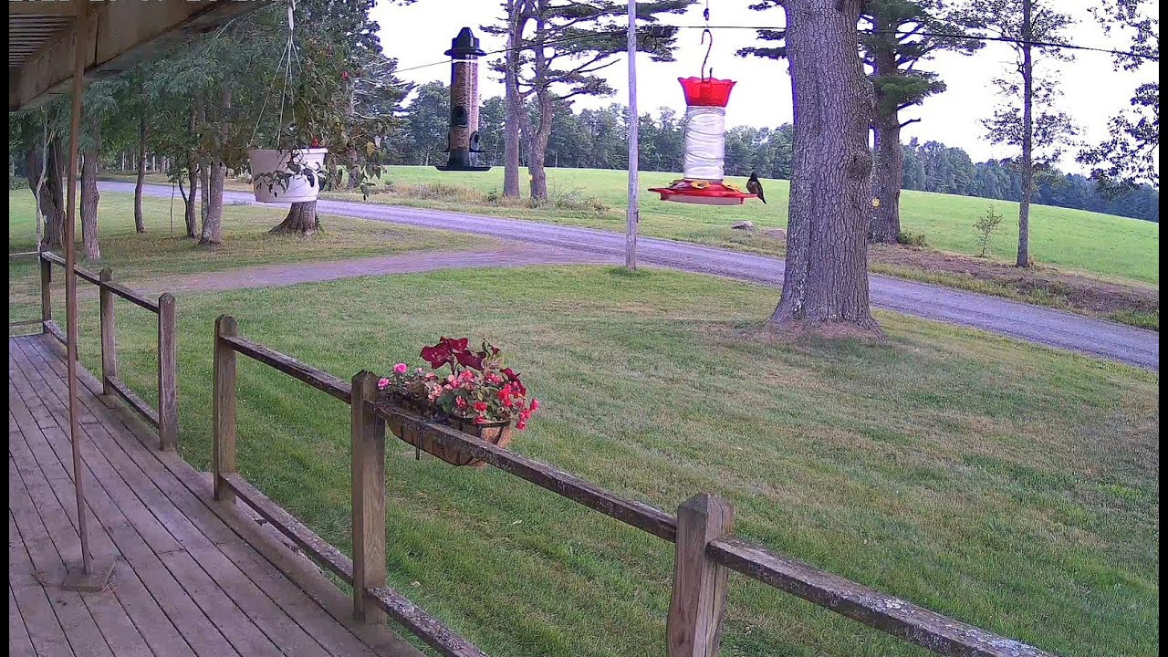 Live webcam view of Porch Cam at the Raccoon Saloon