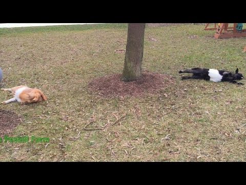 Fainting Goats vs Exercise Ball